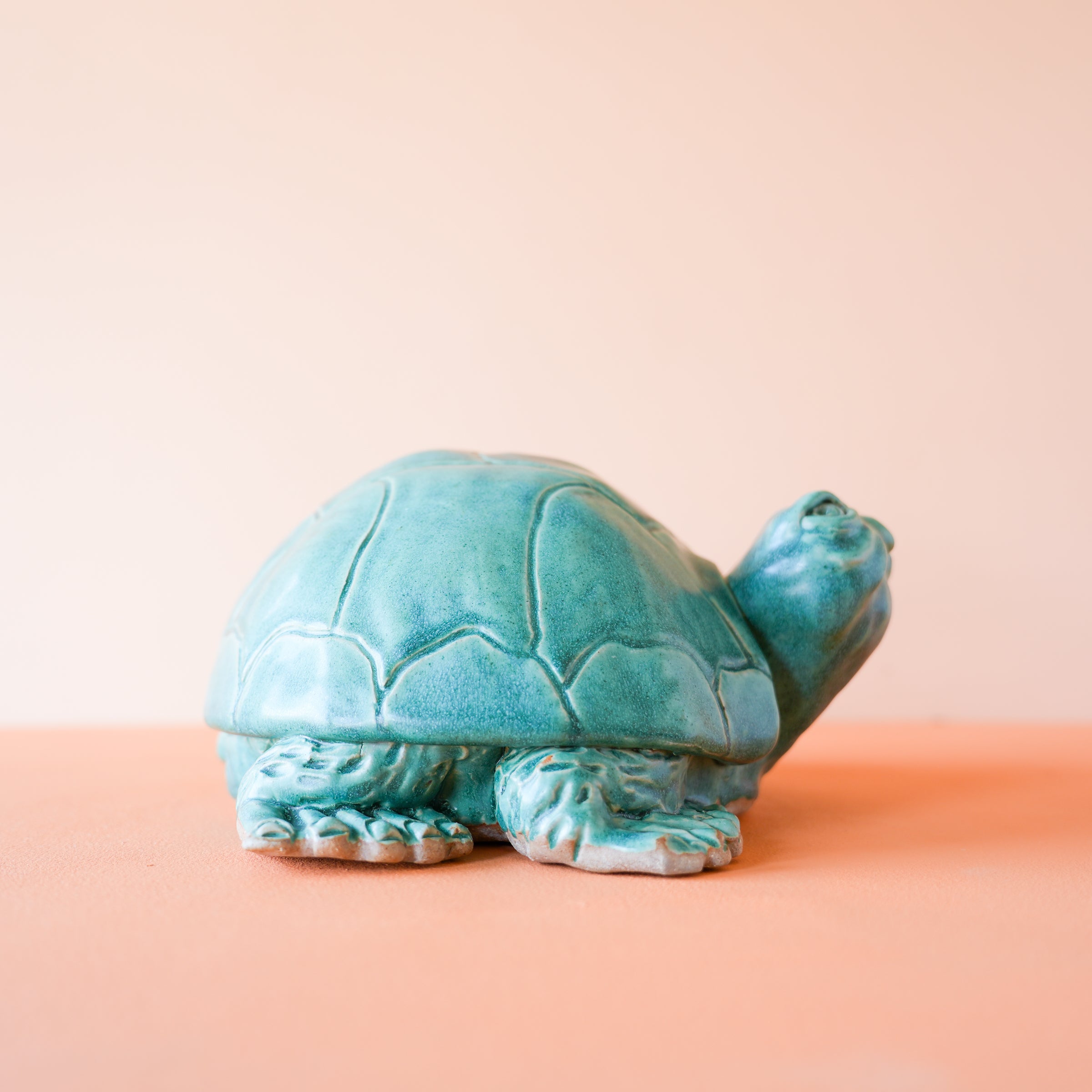 Timmons | Small Turtle