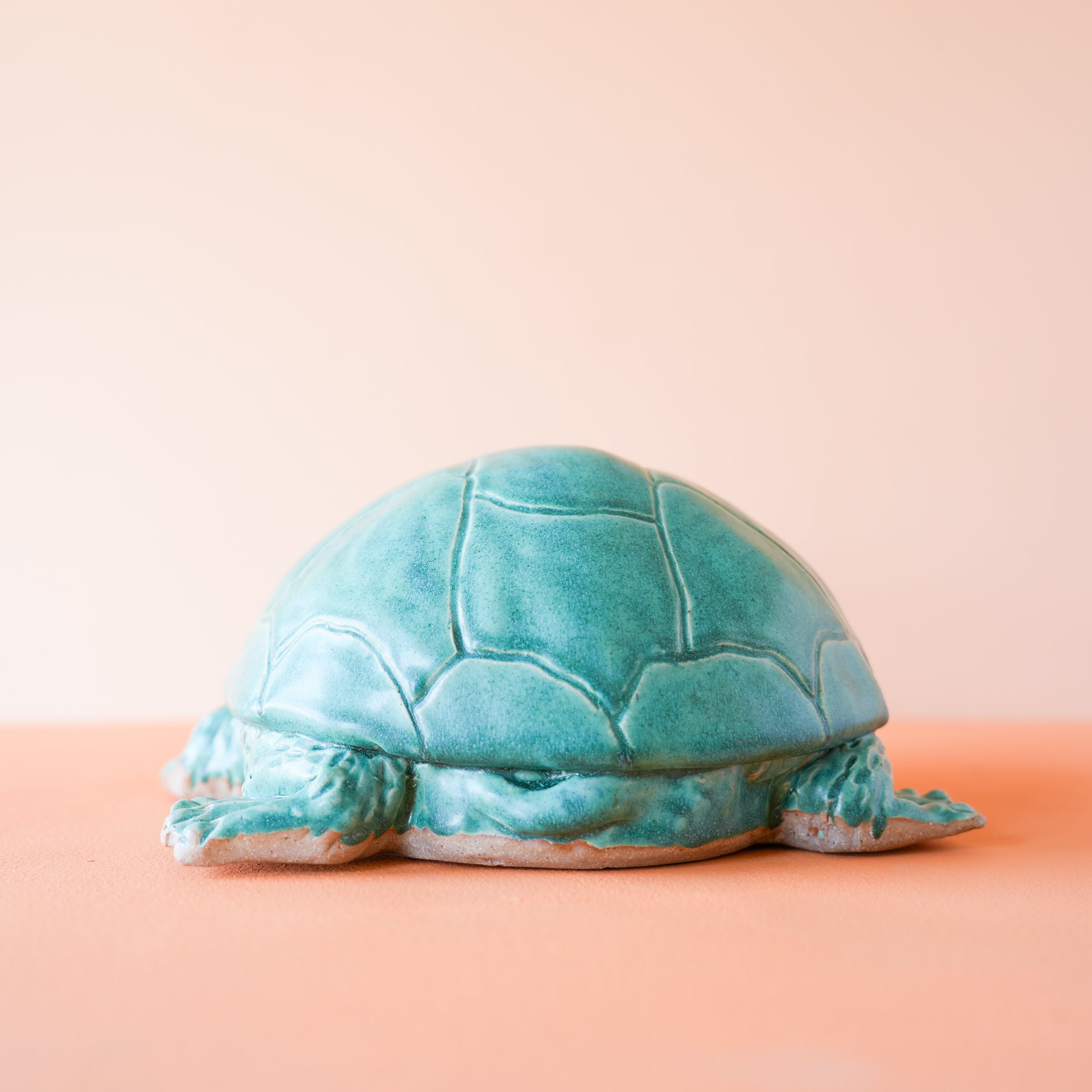 Timmons | Small Turtle