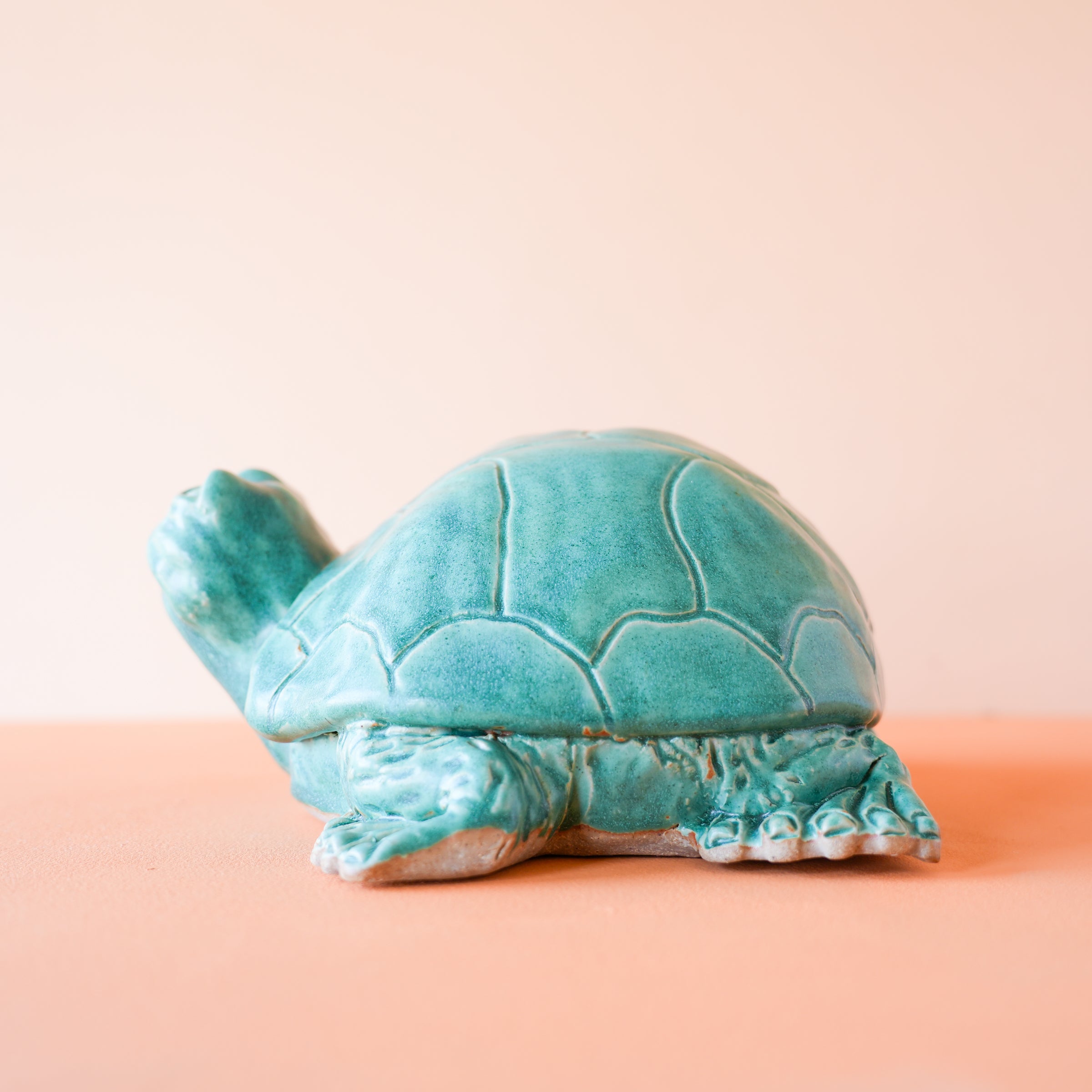 Timmons | Small Turtle