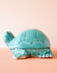 Timmons | Small Turtle