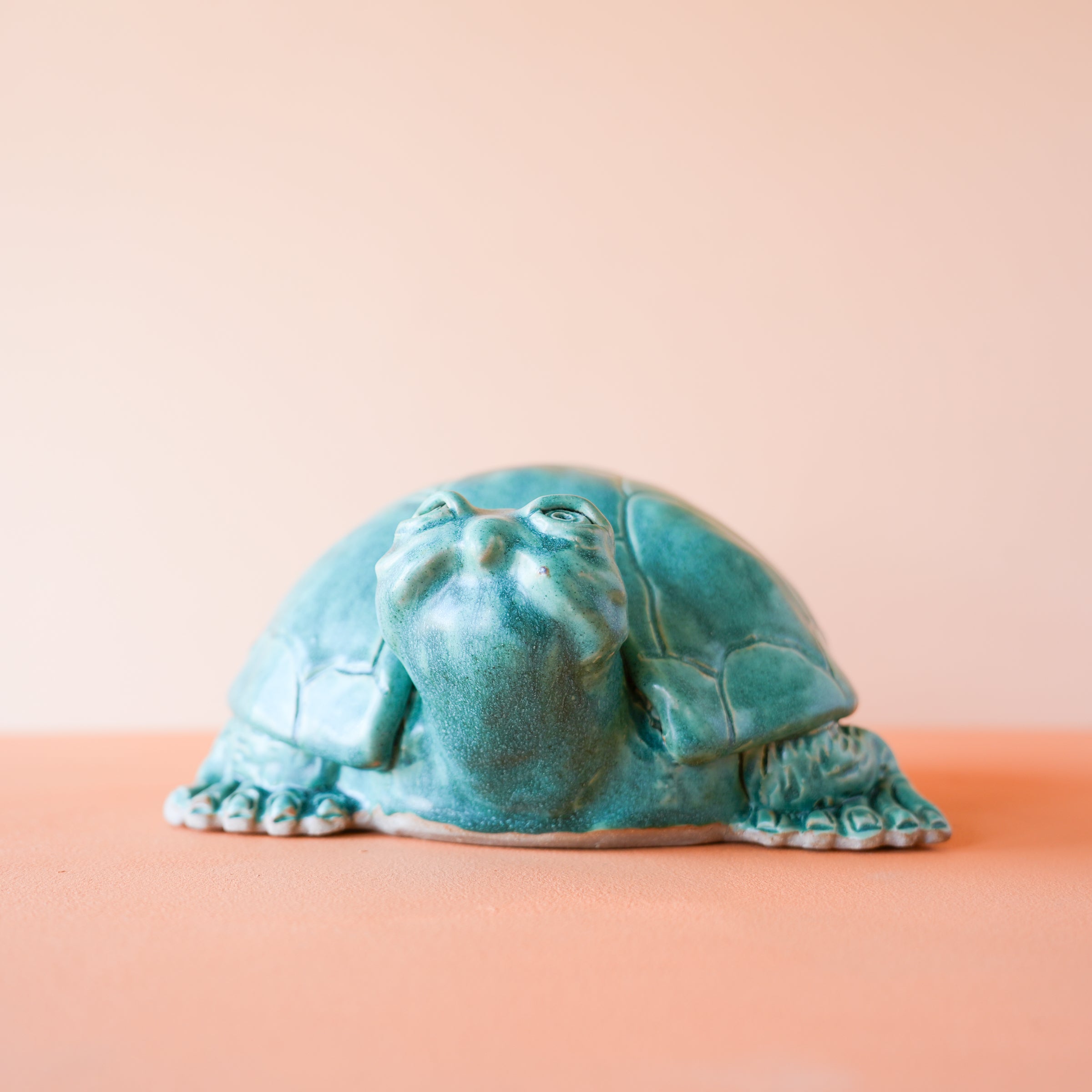 Timmons | Small Turtle